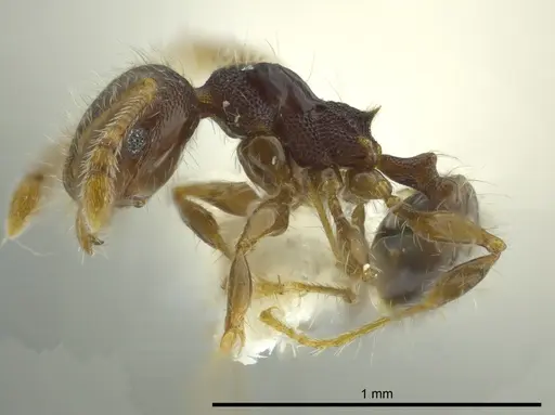 Pheidole boliviana specimen CASENT0624231 image casent0624231_3