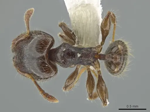 Pheidole boliviana specimen CASENT0633412 image casent0633412_1