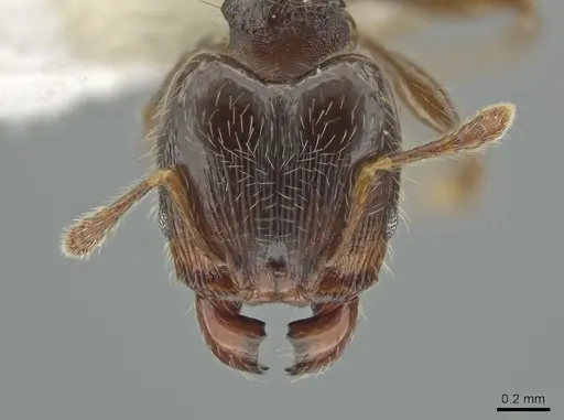 Pheidole boliviana specimen CASENT0633412 image casent0633412_2