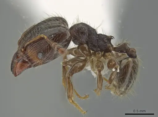 Pheidole boliviana specimen CASENT0633412 image casent0633412_3