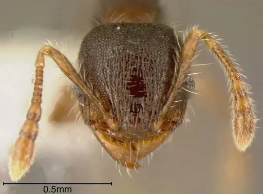 Pheidole boliviana specimen CASENT0635439 image casent0635439_1