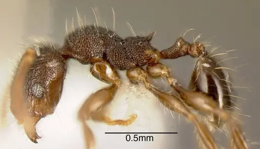 Pheidole boliviana specimen CASENT0635439 image casent0635439_2