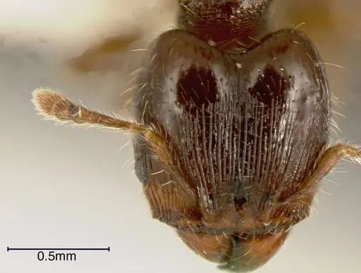 Pheidole boliviana specimen CASENT0635440 image casent0635440_1