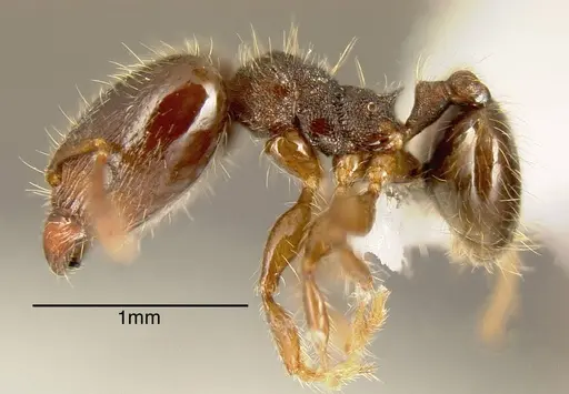 Pheidole boliviana specimen CASENT0635440 image casent0635440_2