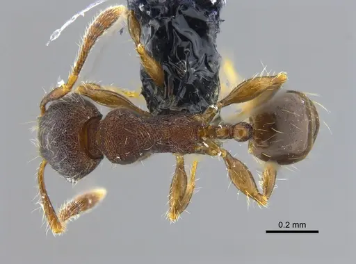 Pheidole boliviana specimen CBUMAGENT42049 image cbumagent42049_1