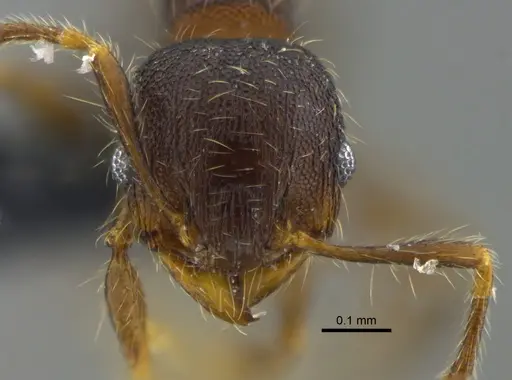 Pheidole boliviana specimen CBUMAGENT42049 image cbumagent42049_2