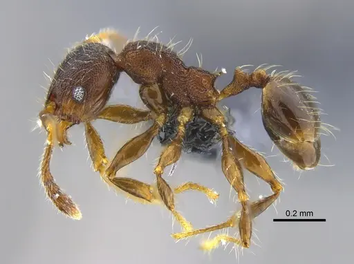 Pheidole boliviana specimen CBUMAGENT42049 image cbumagent42049_3