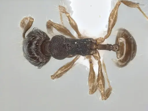 Pheidole boliviana specimen ECOFOG-SL13-0006-45 image ecofog-sl13-0006-45_1