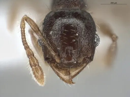 Pheidole boliviana specimen ECOFOG-SL13-0006-45 image ecofog-sl13-0006-45_2