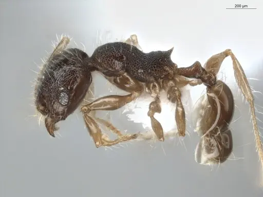Pheidole boliviana specimen ECOFOG-SL13-0006-45 image ecofog-sl13-0006-45_3