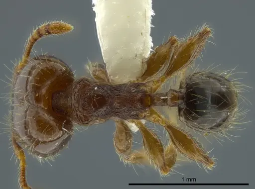 Pheidole boliviana specimen INBIOCRI002279922 image inbiocri002279922_1