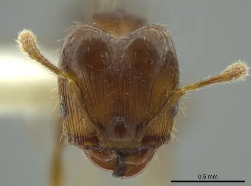 Pheidole boliviana specimen INBIOCRI002279922 image inbiocri002279922_2