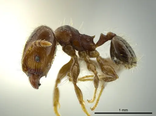 Pheidole boliviana specimen INBIOCRI002279922 image inbiocri002279922_3