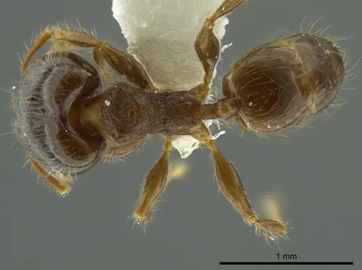 Pheidole boliviana specimen JTLC000016330 image jtlc000016330_1
