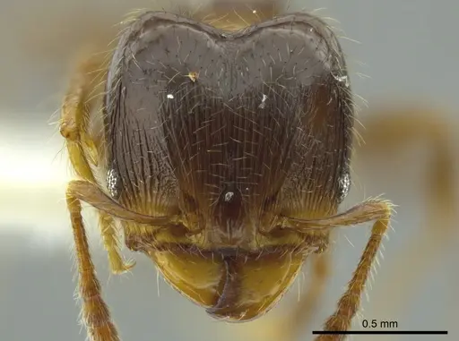 Pheidole boliviana specimen JTLC000016330 image jtlc000016330_2