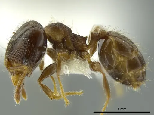 Pheidole boliviana specimen JTLC000016330 image jtlc000016330_3