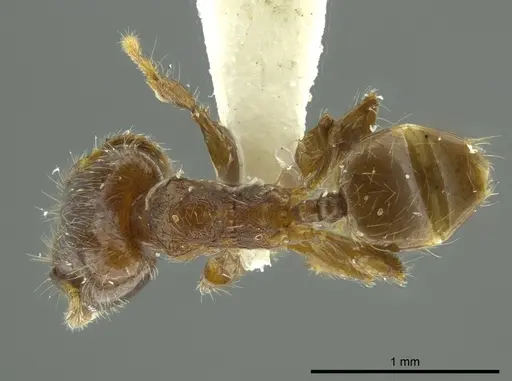 Pheidole boliviana specimen JTLC000016454 image jtlc000016454_1