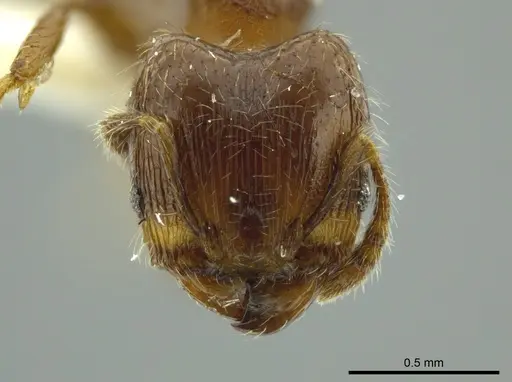 Pheidole boliviana specimen JTLC000016454 image jtlc000016454_2