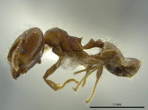 Pheidole boliviana specimen JTLC000016454 image jtlc000016454_3