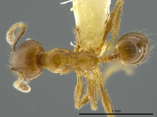 Pheidole boltoni specimen CASENT0624221 image casent0624221_1