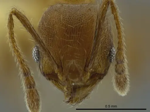 Pheidole boltoni specimen CASENT0624221 image casent0624221_2