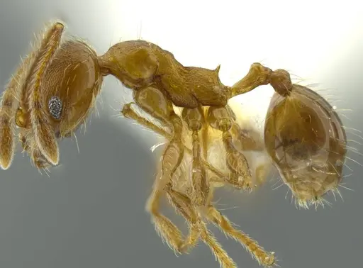 Pheidole boltoni specimen CASENT0624221 image casent0624221_3