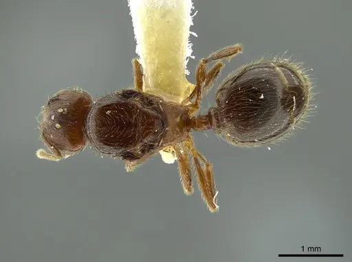 Pheidole boltoni specimen CASENT0624222 image casent0624222_1