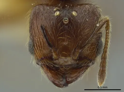 Pheidole boltoni specimen CASENT0624222 image casent0624222_2