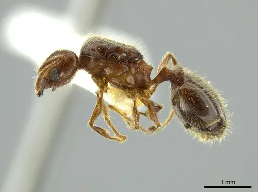 Pheidole boltoni specimen CASENT0624222 image casent0624222_3
