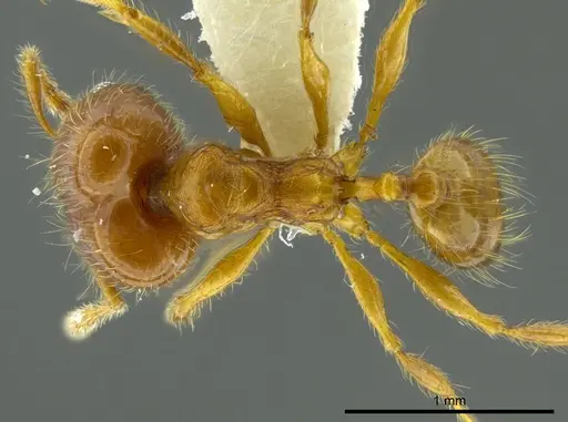 Pheidole boltoni specimen CASENT0624223 image casent0624223_1