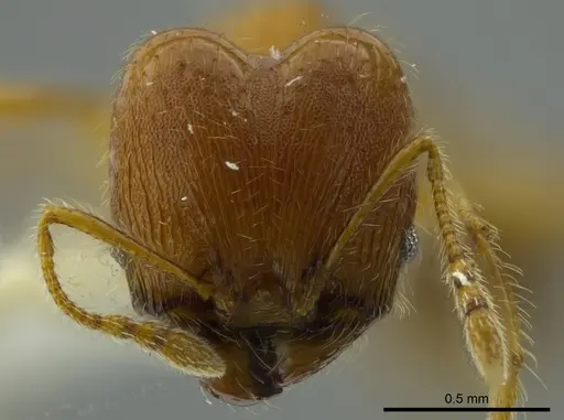 Pheidole boltoni specimen CASENT0624223 image casent0624223_2