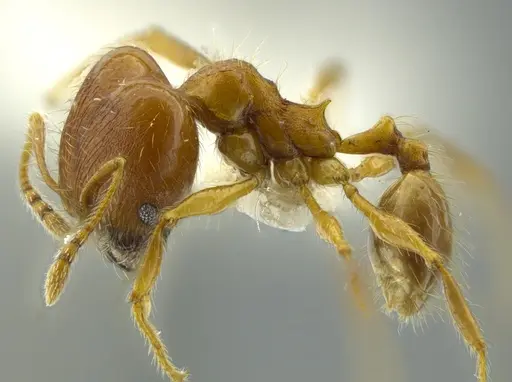 Pheidole boltoni specimen CASENT0624223 image casent0624223_3