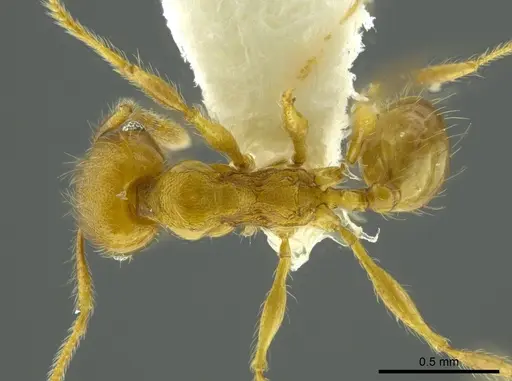 Pheidole boltoni specimen CASENT0624224 image casent0624224_1