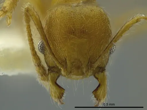 Pheidole boltoni specimen CASENT0624224 image casent0624224_2