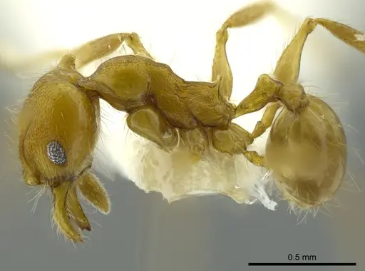 Pheidole boltoni specimen CASENT0624224 image casent0624224_3