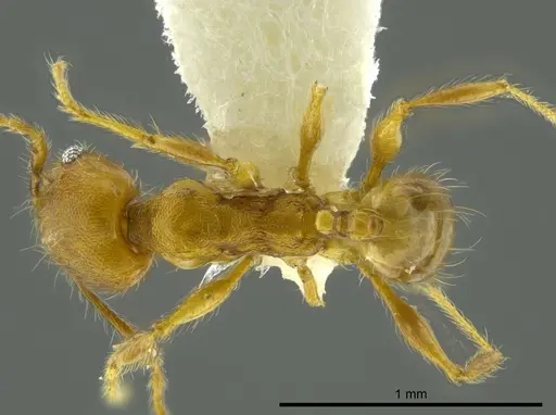 Pheidole boltoni specimen CASENT0624225 image casent0624225_1