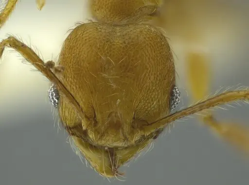 Pheidole boltoni specimen CASENT0624225 image casent0624225_2