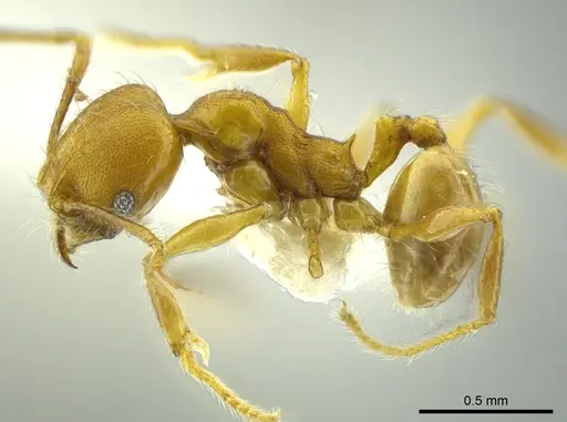 Pheidole boltoni specimen CASENT0624225 image casent0624225_3