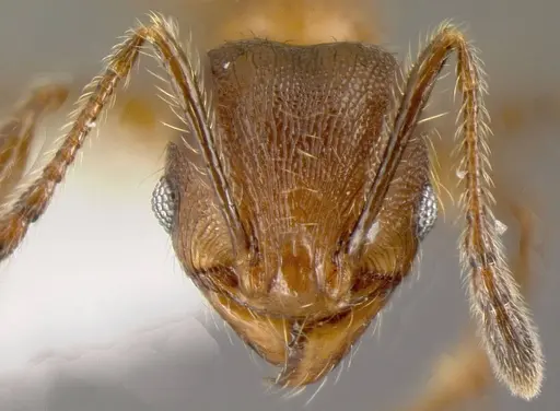 Pheidole boltoni specimen CASENT0635442 image casent0635442_1