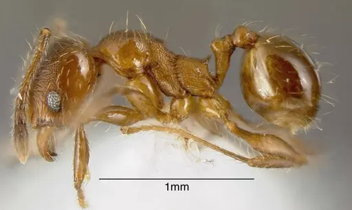 Pheidole boltoni specimen CASENT0635442 image casent0635442_2