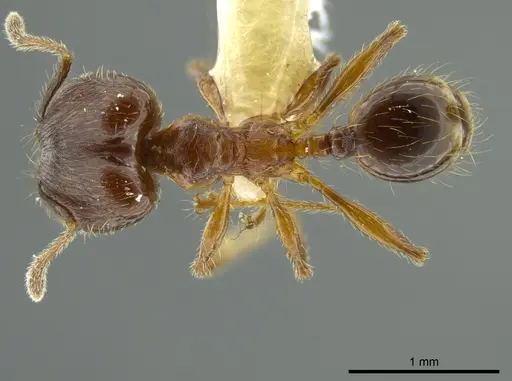 Pheidole boltoni specimen INBIOCRI002279980 image inbiocri002279980_1
