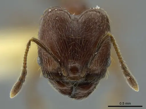 Pheidole boltoni specimen INBIOCRI002279980 image inbiocri002279980_2
