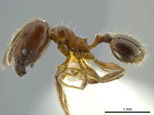 Pheidole boltoni specimen INBIOCRI002279980 image inbiocri002279980_3