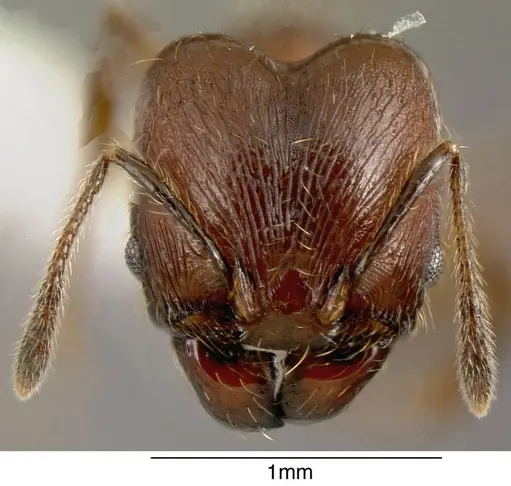 Pheidole boltoni specimen JTLC000001497 image jtlc000001497_1