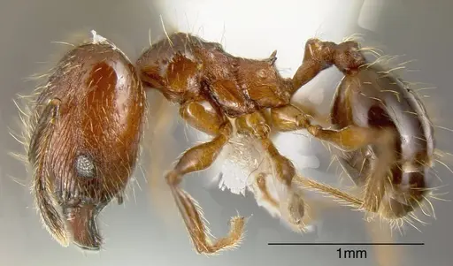 Pheidole boltoni specimen JTLC000001497 image jtlc000001497_2