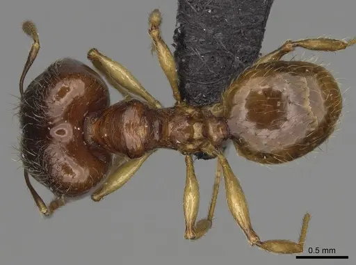 Pheidole boribora specimen CASENT0456013 image casent0456013_1