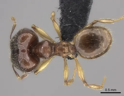 Pheidole boribora specimen CASENT0456013 image casent0456013_2
