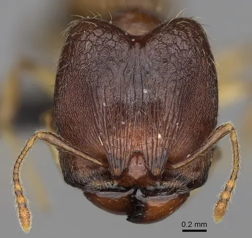 Pheidole boribora specimen CASENT0456013 image casent0456013_3