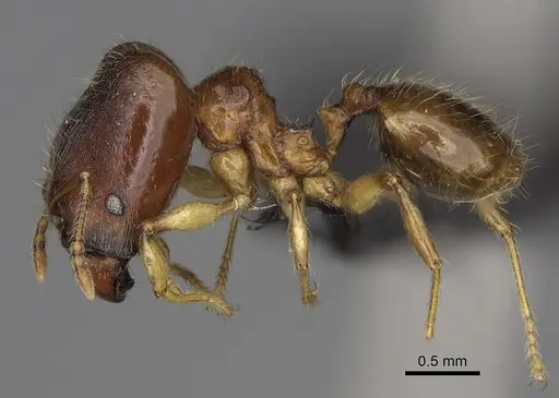 Pheidole boribora specimen CASENT0456013 image casent0456013_5