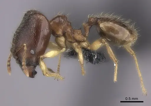 Pheidole boribora specimen CASENT0456013 image casent0456013_6